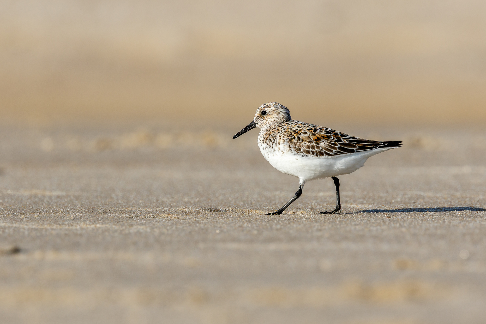 Sanderling