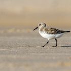 Sanderling