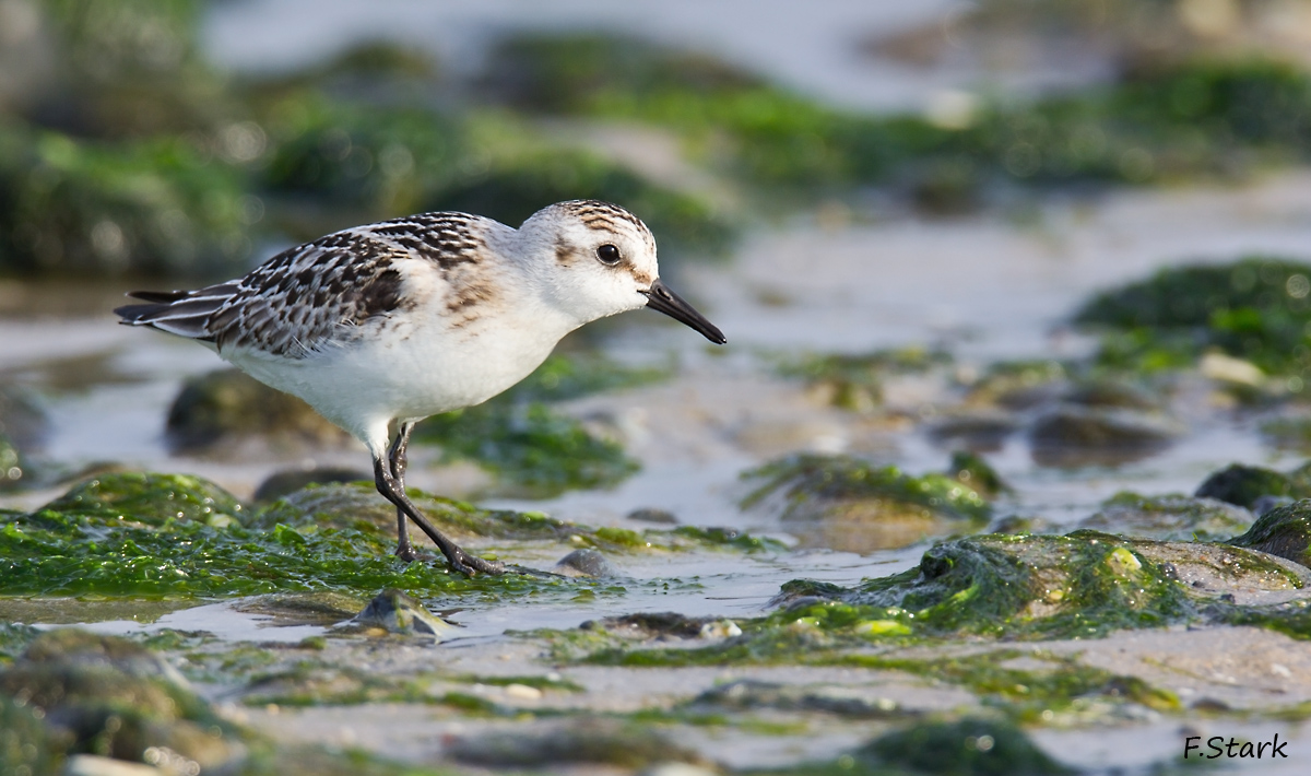 Sanderling