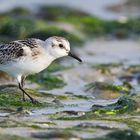 Sanderling