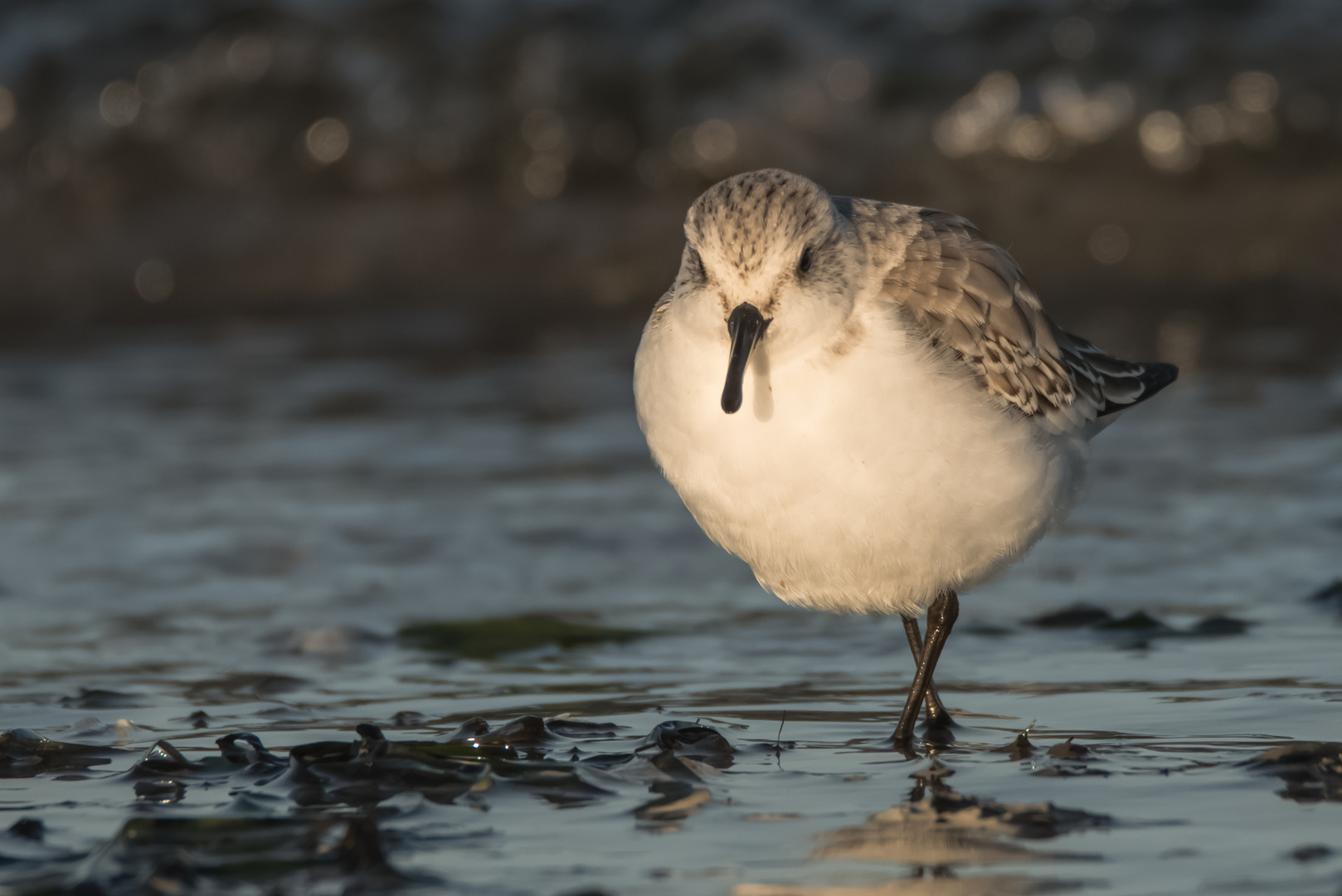 Sanderling 