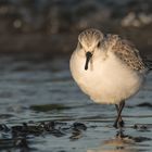 Sanderling 