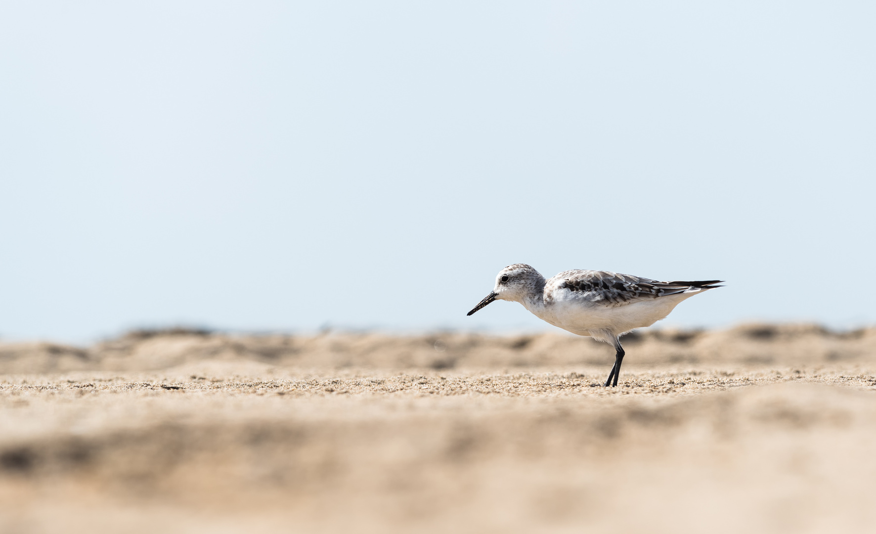 __sanderling__