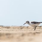 __sanderling__