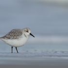 Sanderling