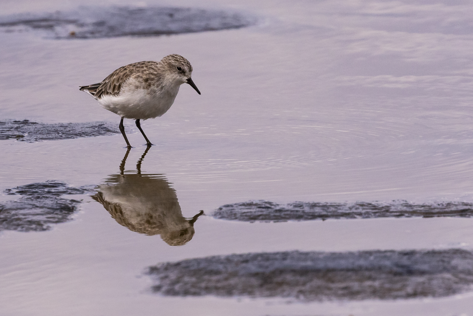 Sanderling