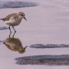 Sanderling