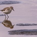 Sanderling