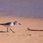 Sanderling