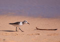 Sanderling