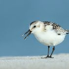 Sanderling