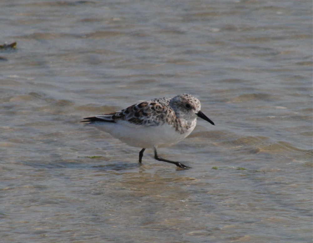 Sanderling