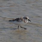 Sanderling