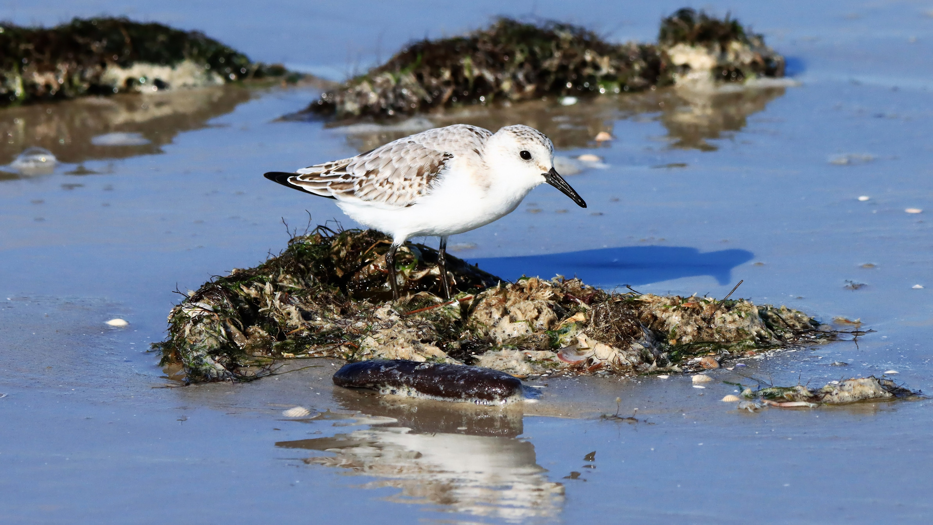 Sanderling