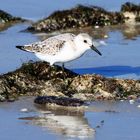 Sanderling