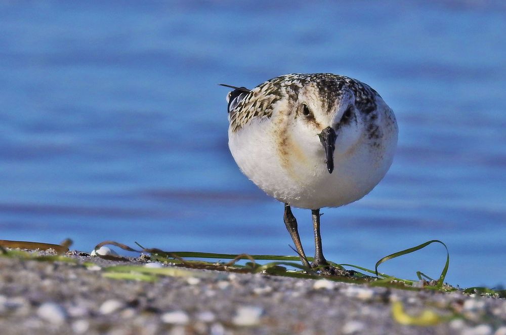 Sanderling