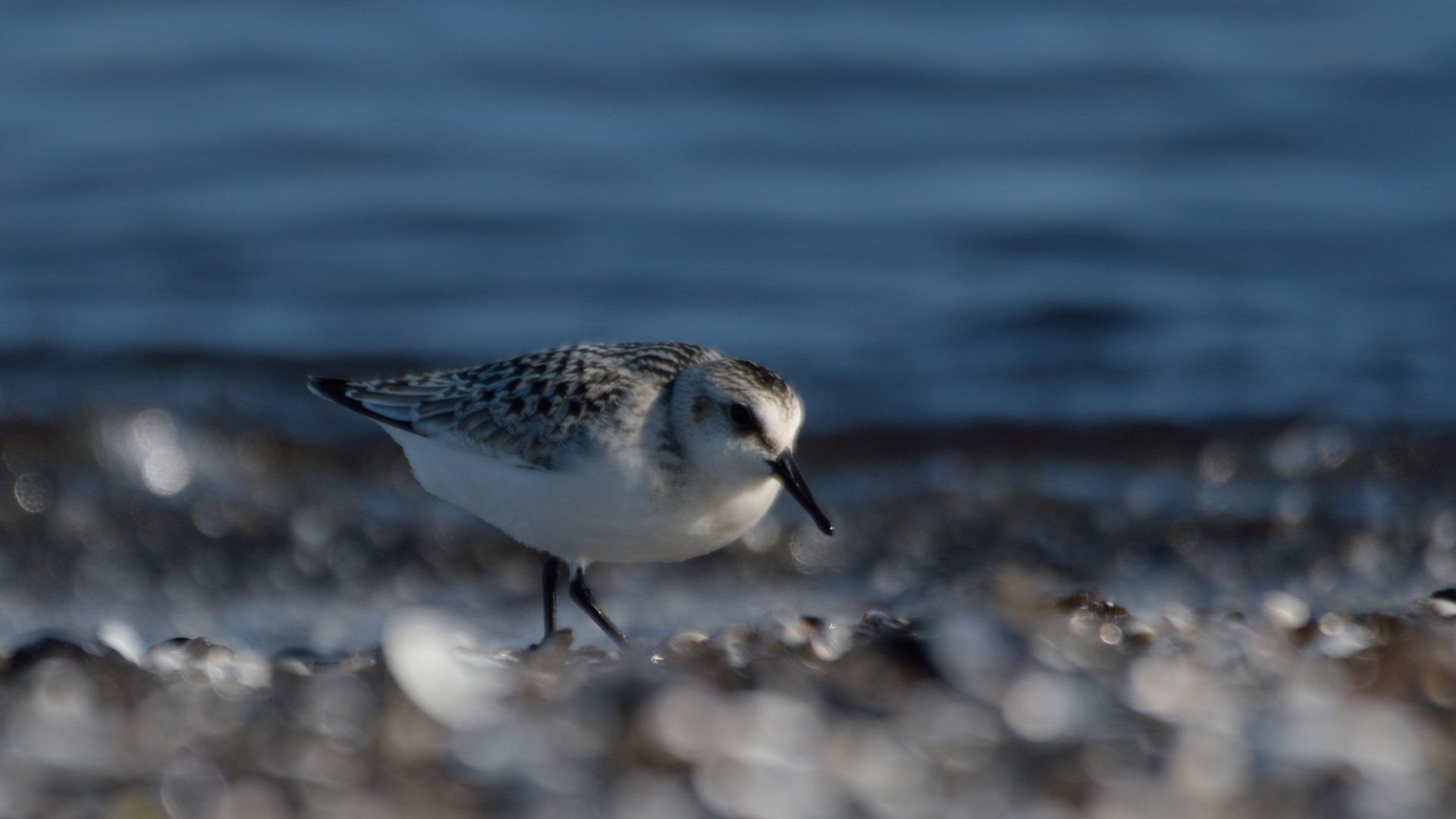 Sanderling