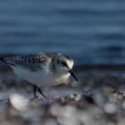 Sanderling