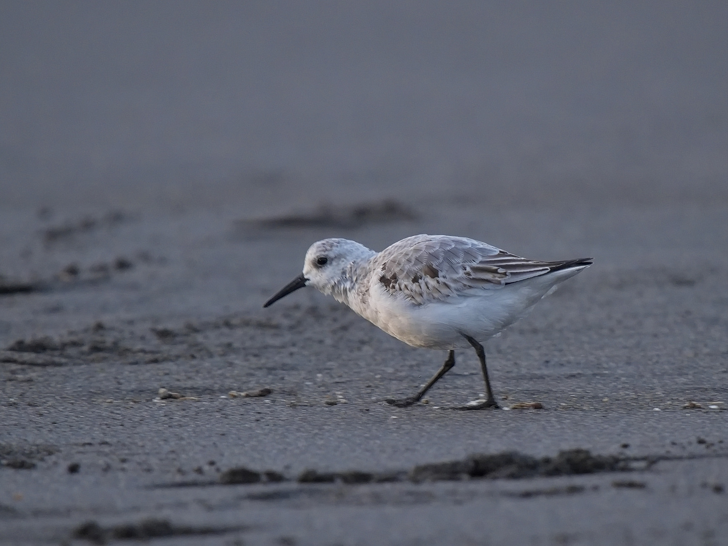 Sanderling