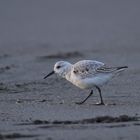 Sanderling