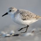 Sanderling