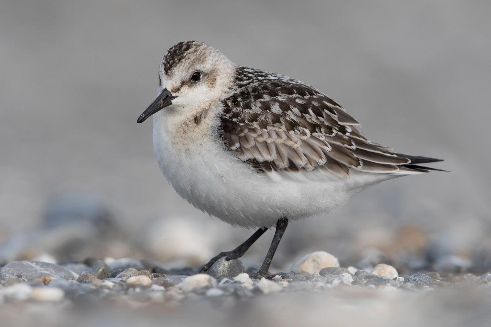 Sanderling Foto & Bild tiere, wildlife, wild lebende vögel Bilder auf