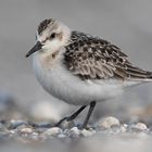 Sanderling