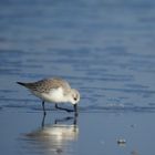 Sanderling