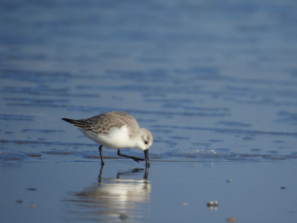 Sanderling Foto & Bild tiere, zoo, wildpark & falknerei, vögel Bilder auf