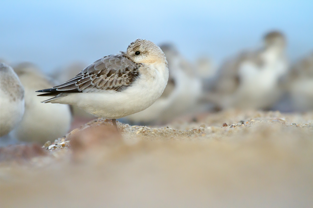 Sanderling