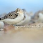 Sanderling