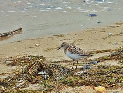 Sanderling