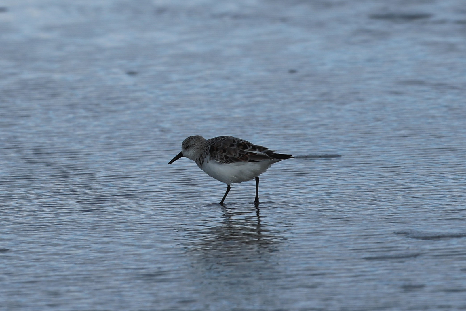 Sanderling