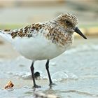 Sanderling