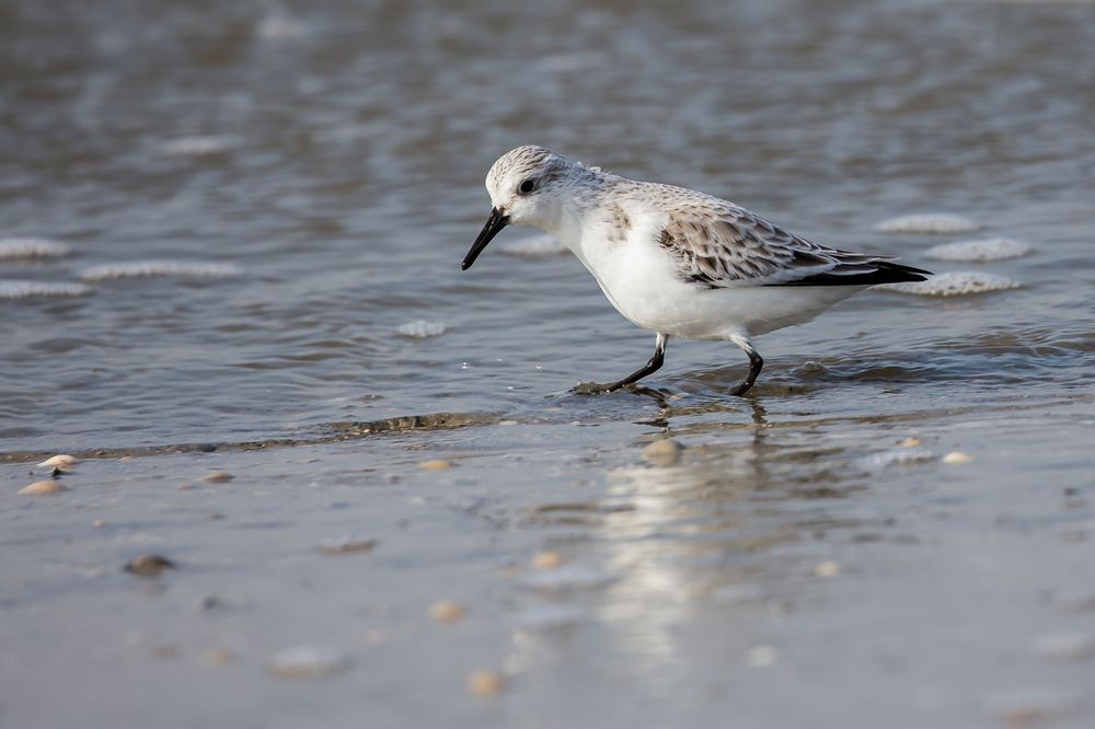 Sanderling