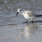 Sanderling