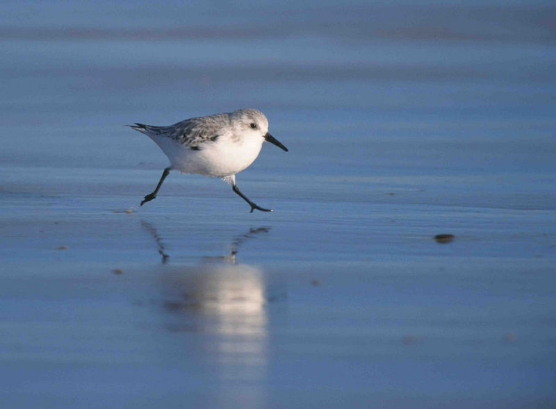 Sanderling