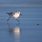 Sanderling