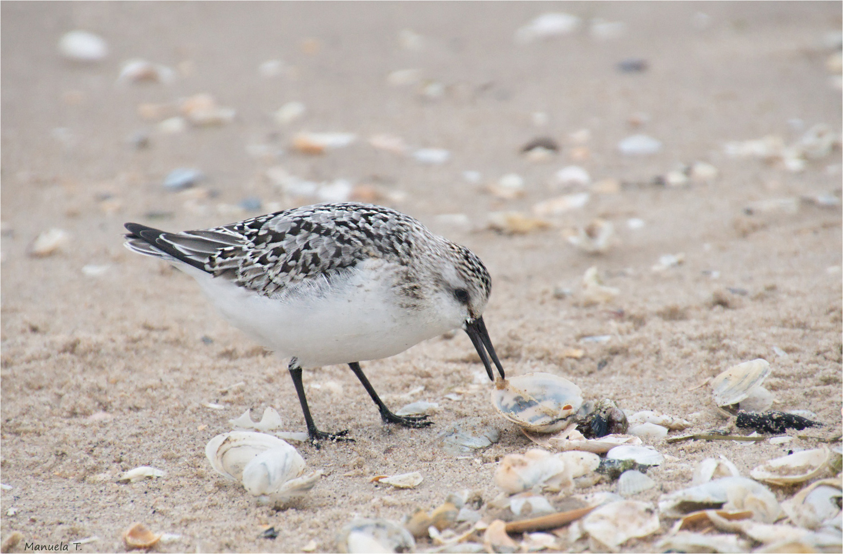 Sanderling