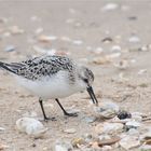 Sanderling