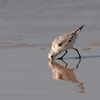 Sanderling