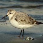 Sanderling