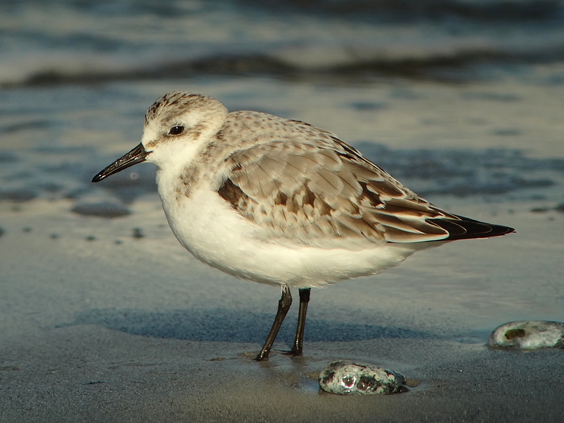 Sanderling