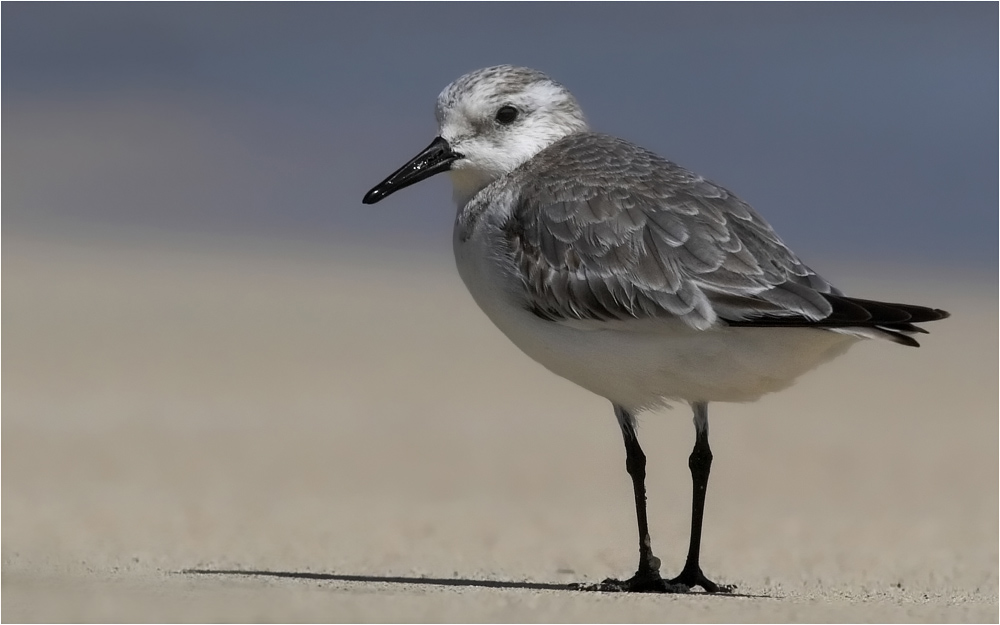 Sanderling