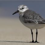 Sanderling