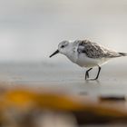 Sanderling