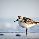 Sanderling