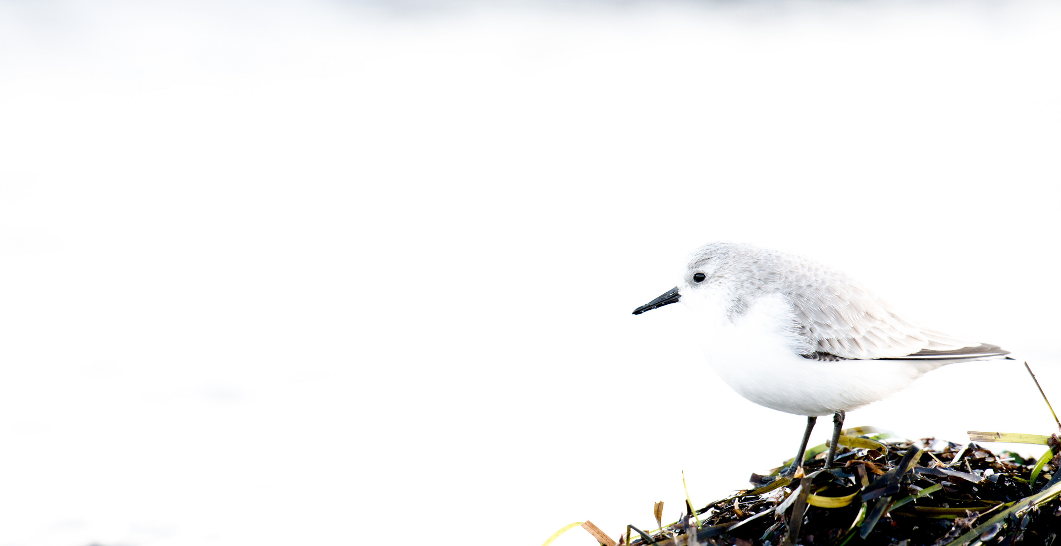 Sanderling