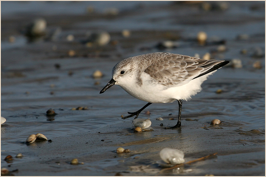 Sanderling