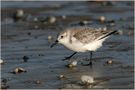 Sanderling by Marion Klinger